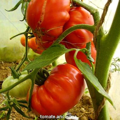 Les tomates bio de la ferme