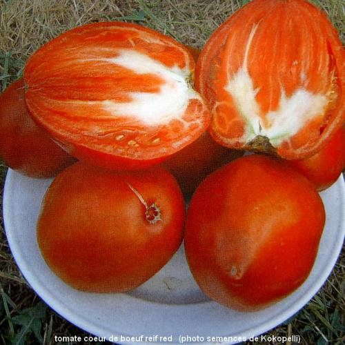 Les tomates bio de la ferme