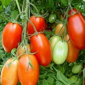 Les tomates bio de la ferme