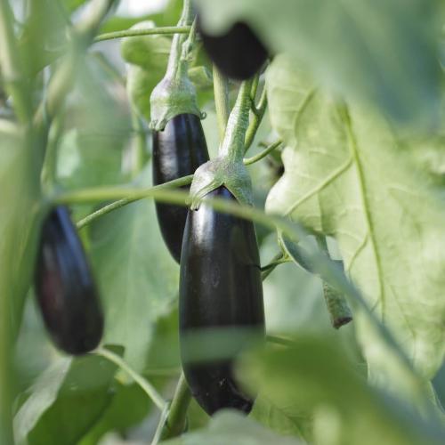 Légumes bio de la ferme