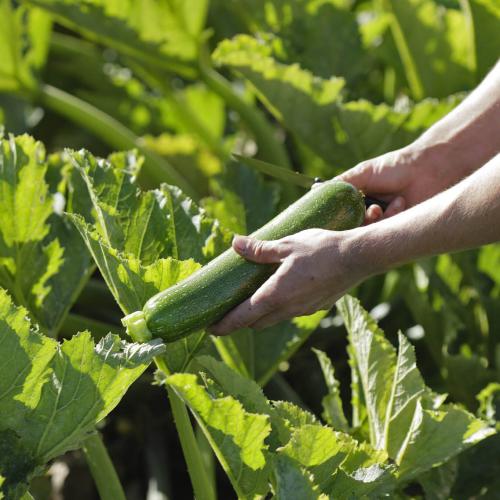 Légumes bio de la ferme