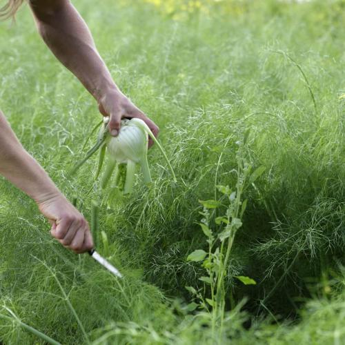 Légumes bio de la ferme