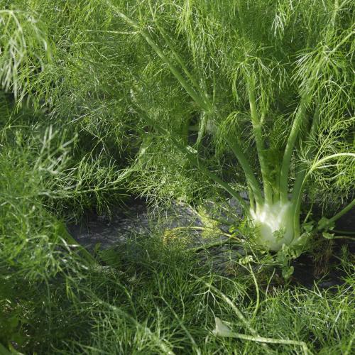 Légumes bio de la ferme