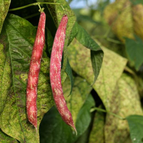 Légumes bio de la ferme