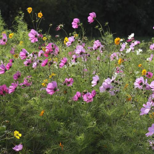 Légumes bio de la ferme