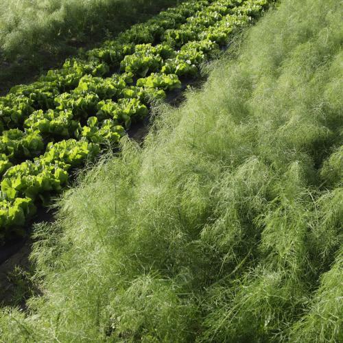Légumes bio de la ferme