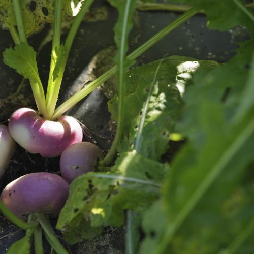 Légumes bio de la ferme