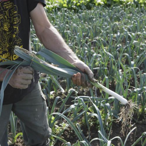 Légumes bio de la ferme