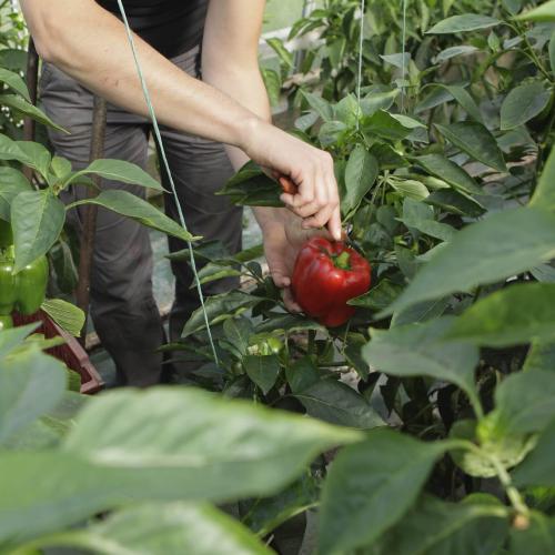 Légumes bio de la ferme