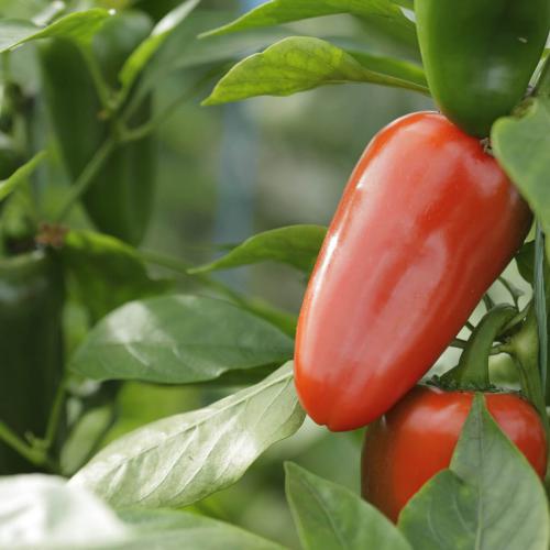 Légumes bio de la ferme
