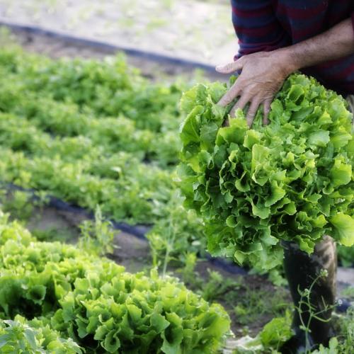Légumes bio de la ferme