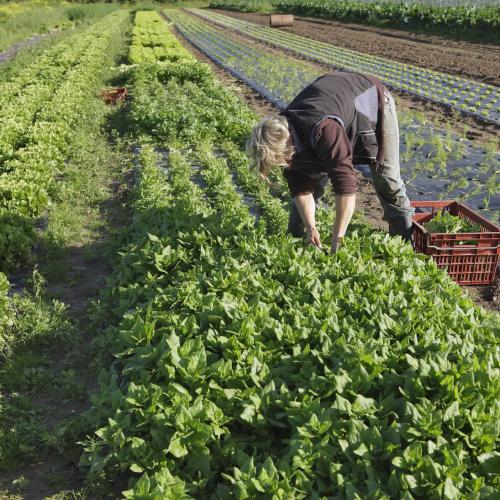 Légumes bio de la ferme
