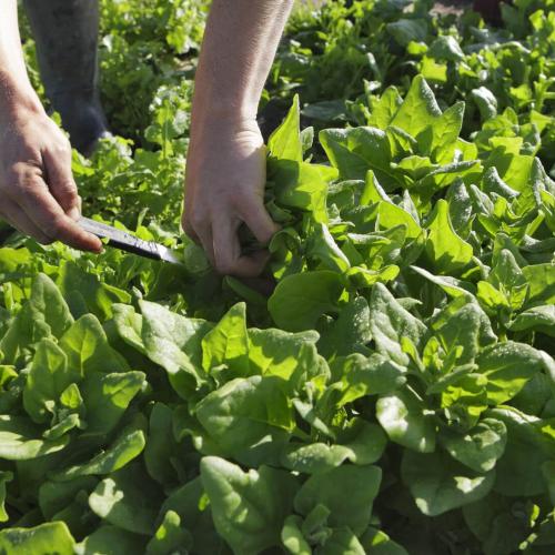 Légumes bio de la ferme