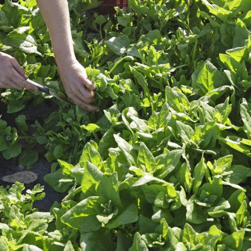 Légumes bio de la ferme