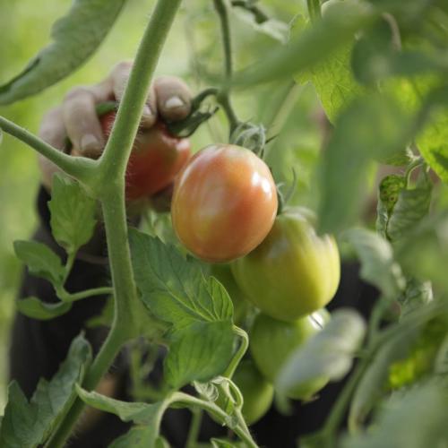 Légumes bio de la ferme