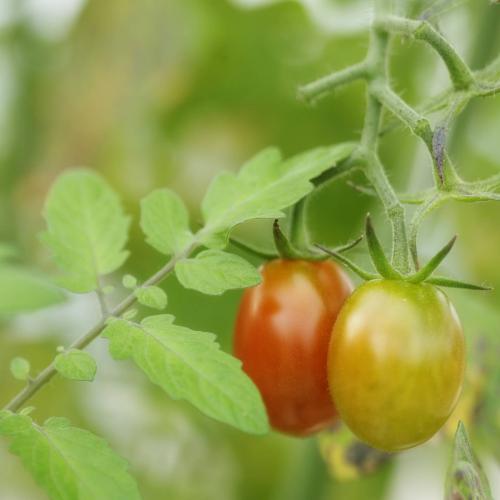 Légumes bio de la ferme