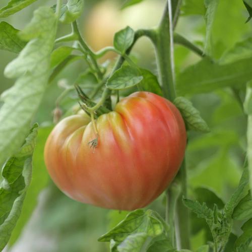 Légumes bio de la ferme