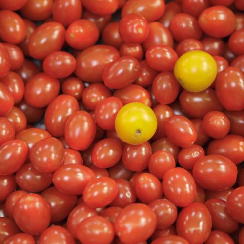 Légumes bio de la ferme